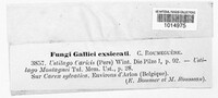 Anthracoidea caricis image